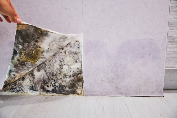 Mold Testing and Removal in Sultan, WA